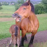 A Pas De Loup La-Roche-en-Ardenne