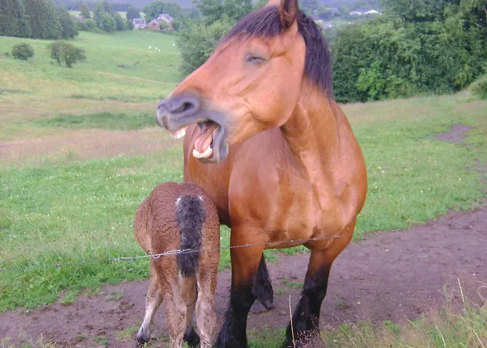 A Pas De Loup La-Roche-en-Ardenne